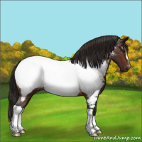 Horse Color:Gray Bay Appaloosa 