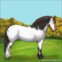 Horse Color:Bay Near Fewspot 