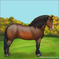 Horse Color:Bay Splash 