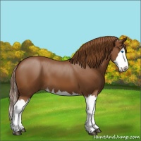 Horse Color:Chestnut Splash 