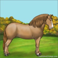 Horse Color:Chestnut Splash 