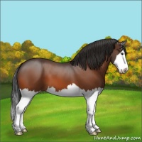 Horse Color:Bay Splash 