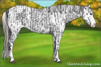 Horse Color:Blue Roan Sabino Splash and Blue Roan Sabino Splash Varnish