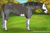 Horse Color:Blue Roan Sabino Splash  and Smoky Blue Roan Sabino Splash 