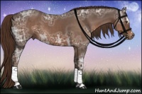 Horse Color:Liver Chestnut Ice Sabino 