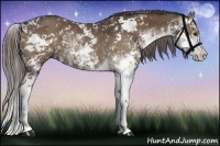 Horse Color:Liver Chestnut Sabino