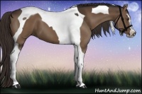 Horse Color:Liver Chestnut Sabino Tobiano 