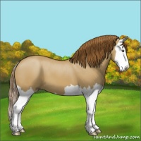 Horse Color:Red Dun Splash 