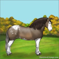 Horse Color:Brown Dun Splash Blanket 
