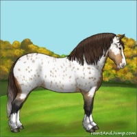 Horse Color:Bay Dun Sabino Splash Appaloosa 