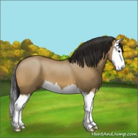 Horse Color:Bay Dun Splash 