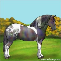 Horse Color:Nacre Black Tobiano Appaloosa 