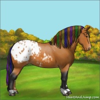 Horse Color:Painted Bay Appaloosa