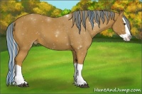 Horse Color:Painted Chestnut Splash Appaloosa