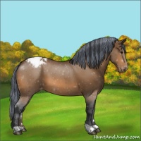 Horse Color:Painted Bay Appaloosa