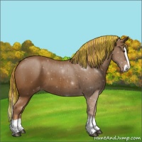 Horse Color:Painted Chestnut Splash Appaloosa 