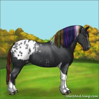Horse Color:Painted Black Tobiano Appaloosa 