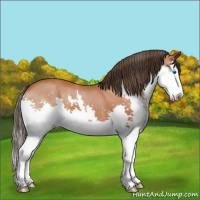 Horse Color:Bay Sabino Splash Appaloosa 