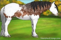 Horse Color:Bay Ice Splash Appaloosa