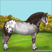 Horse Color:Liver Chestnut Ice Splash Appaloosa 