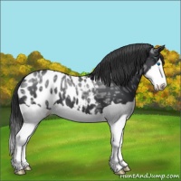 Horse Color:Black Ice Splash Blanket 