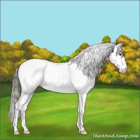Horse Color:White Spotted Smoky Black Splash Tobiano Appaloosa 