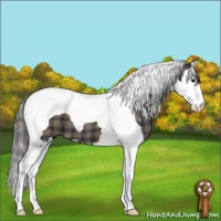 Horse Color:Plaid  Black Sabino Splash Tobiano Varnish 