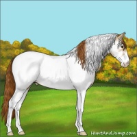 Horse Color:Red Dun Ice Sabino Tobiano Appaloosa