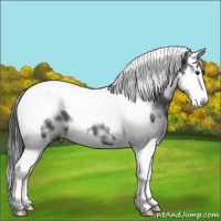 Horse Color:Black Ice Sabino Splash Tobiano Appaloosa 