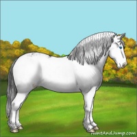 Horse Color:Black Sabino Splash