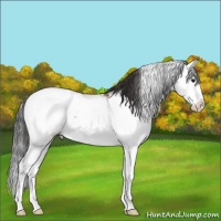Horse Color:Bay Ice Sabino Splash Appaloosa 
