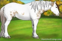 Horse Color:Bay Ice Dun Splash Tobiano Appaloosa 