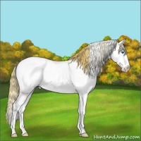Horse Color:Chestnut Ice Sabino Splash Appaloosa Rabicano 