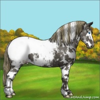 Horse Color:White Spotted Smoky Black Splash Appaloosa