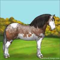 Horse Color:Bay Ice Splash Appaloosa 