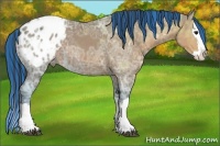 Horse Color:Painted Bay Ice Sabino Splash Appaloosa