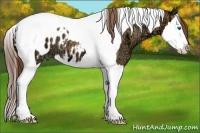 Horse Color:Bay Ice Dun Splash Tobiano Blanket