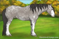 Horse Color:Grullo Ice Sabino Appaloosa