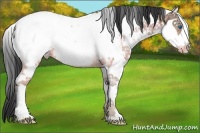 Horse Color:Bay Ice Sabino Splash Near Fewspot