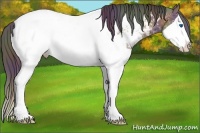 Horse Color:Nacre Brown Splash Appaloosa 