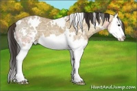 Horse Color:White Spotted Bay Ice Splash Appaloosa 