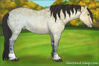 Horse Color:Bay Ice Dun Sabino
