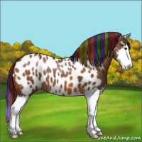 Horse Color:Painted Bay Sabino Splash Appaloosa 