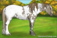 Horse Color:White Spotted Smoky Grullo Appaloosa