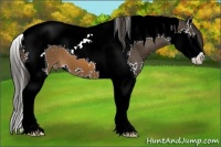 Horse Color:Brown Splash Tobiano Appaloosa