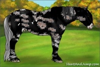 Horse Color:Bay Ice Sabino Splash
