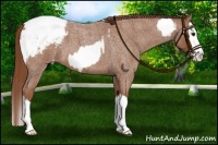 Horse Color:Buckskin Roan Splash Tobiano Near Leopard  and Red Roan Splash Snowcap 