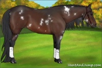 Horse Color:White Spotted Brown 