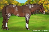Horse Color:White Spotted Liver Chestnut 