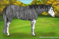 Horse Color:Blue Roan Sabino Splash and Blue Roan Sabino Splash